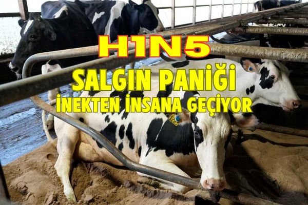 H1N5 Salgını Paniği, vaka sayısı her an artabilir