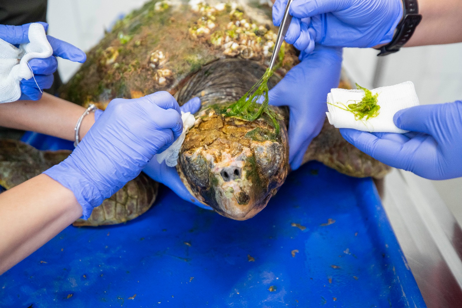 İzmir Körfez’deki yaralı caretta caretta kurtarıldı