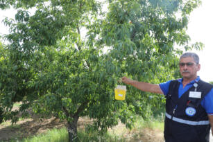 Muğla Büyükşehir Belediyesi’nden narenciye ihracatına destek