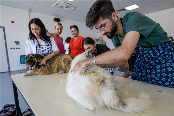 Yaz sıcaklarında sahipsiz köpekler unutulmadı