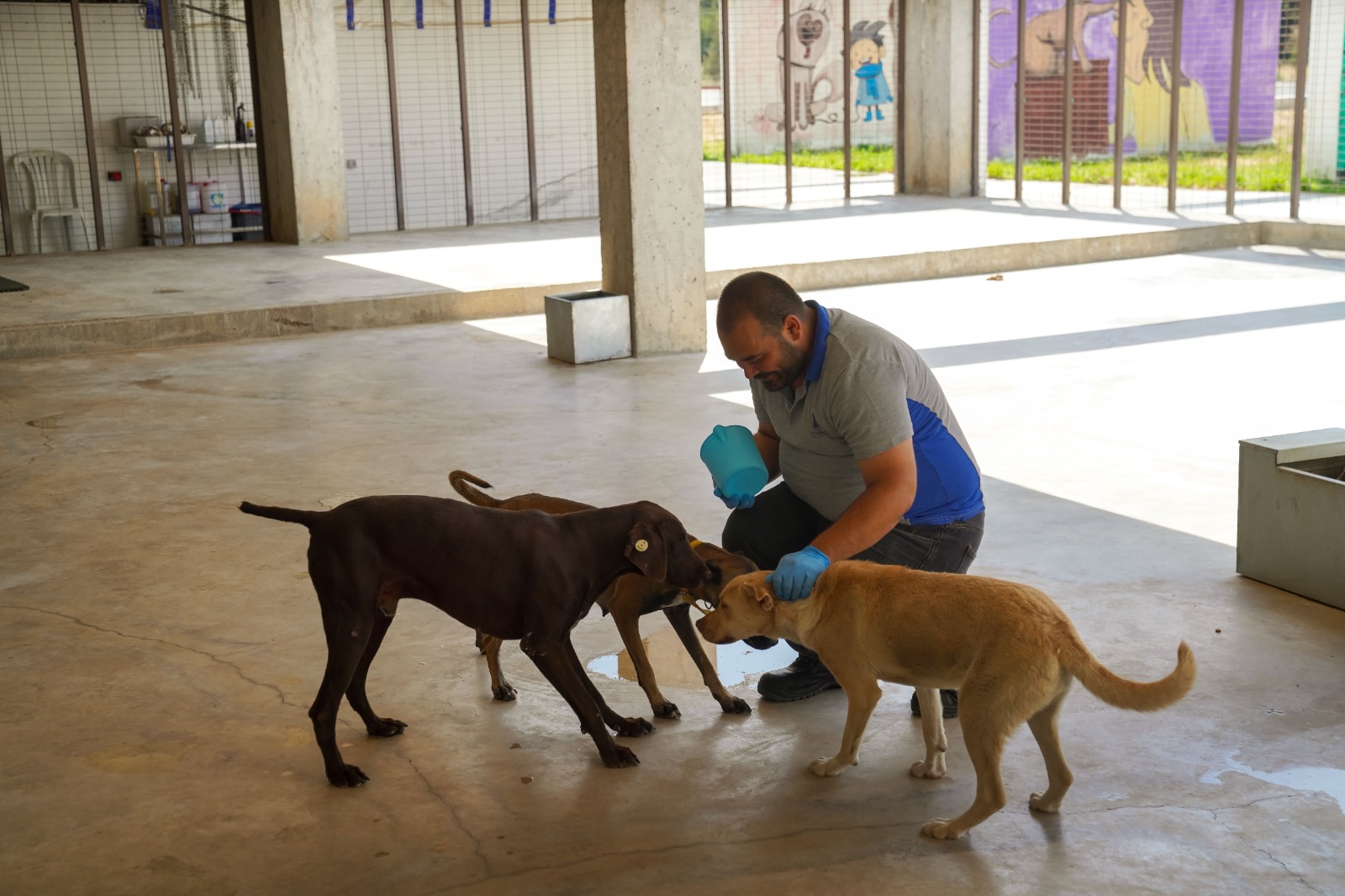 Yılın ilk 6 ayında İzmir’deki barınaklardan 500 köpek sahiplendirildi