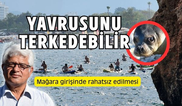 Antalya Falezlerinde Tehlike: Sub Board Sporcuları Akdeniz Foklarını Rahatsız Ediyor