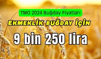 TMO 2024 Buğday Alım Fiyatlarını Belirledi.