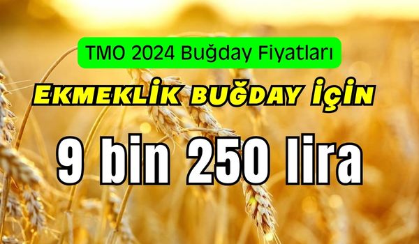 TMO 2024 Buğday Alım Fiyatlarını Belirledi.