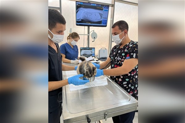 Balıkesir’de tedavisi tamamlanan kedi doğal ortamına salındı