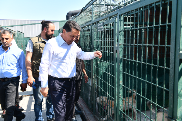 Başkan Özer: Uyutma adı altında hayvanları öldürmek bizim geleneğimizde yok