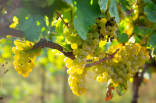 Superior Seedless üzümün ihracatı başladı