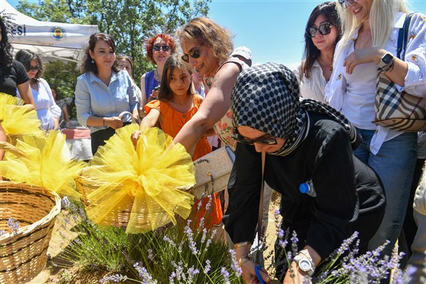 Nallıhan’da “Lavanta Hasat Şenliği” düzenlendi