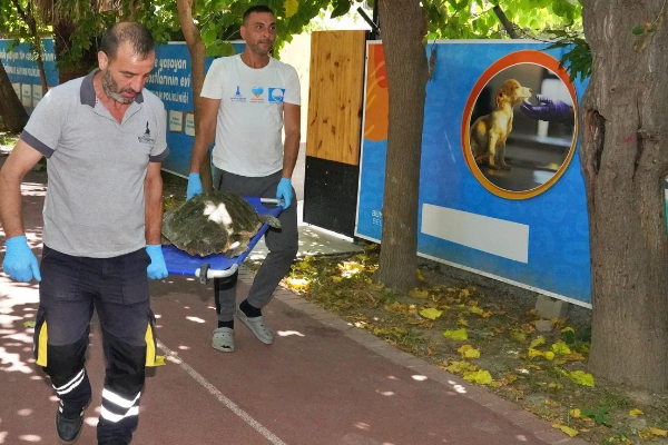 İzmir’deki yaralı caretta caretta tedavi kurtarıldı