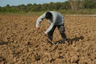 İnce: Türkiye’nin salçalık domates üretiminin merkezi olan Karacabey’de çiftçiler mağdur