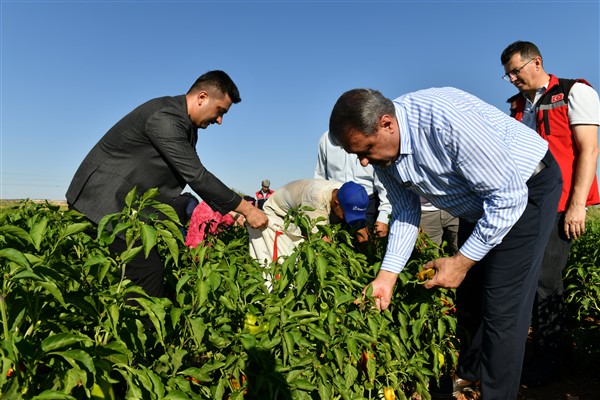 Şanlıurfa Valisi Şıldak biber hasadına katıldı