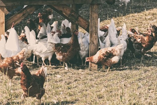 Serbest Sistem Yumurta Tavukçuluğu Projesi’ne başvurular başladı