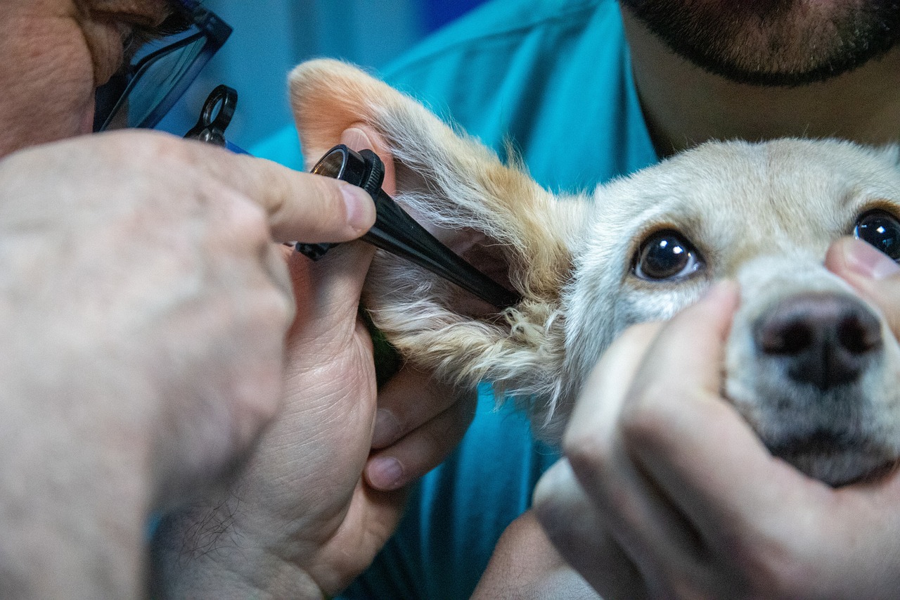 Mobil veteriner kliniği olan VETBÜS, 20 ilçede hizmet verecek