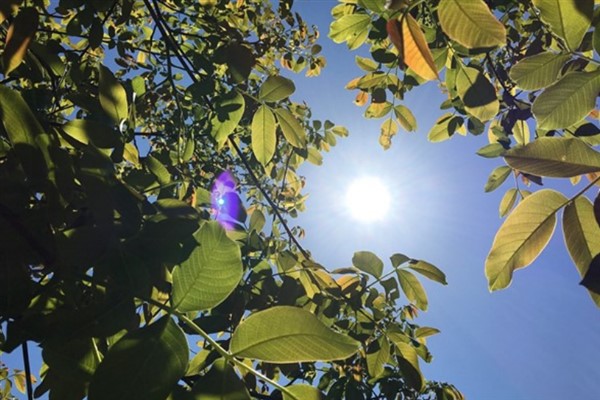 Hava sıcaklığı ülke genelinde mevsim normalleri civarında seyredecek