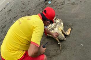 Hatay’da yaralı caretta caretta kurtarıldı