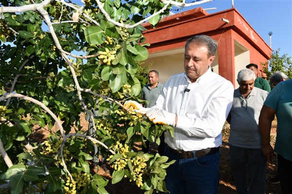 Şanlıurfa Valisi Şıldak, erken fıstık hasadına katıldı